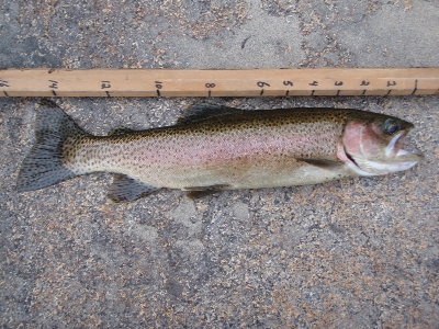 15 inch Rainbow.JPG